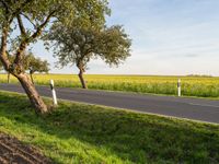 a car passing on a rural road in the middle of the afternoon in europe, with trees lining the street