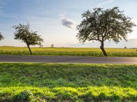 an empty road passing between trees near green grass and fields of crops at the foot of a tree in the middle of the street