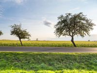 an empty road passing between trees near green grass and fields of crops at the foot of a tree in the middle of the street