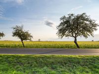 an empty road passing between trees near green grass and fields of crops at the foot of a tree in the middle of the street