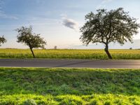 an empty road passing between trees near green grass and fields of crops at the foot of a tree in the middle of the street