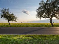 an empty road passing between trees near green grass and fields of crops at the foot of a tree in the middle of the street