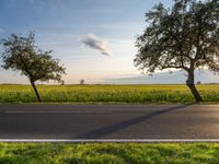 an empty road passing between trees near green grass and fields of crops at the foot of a tree in the middle of the street