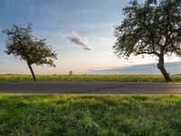 an empty road passing between trees near green grass and fields of crops at the foot of a tree in the middle of the street