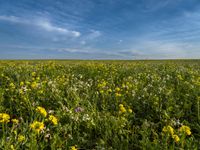 Germany's Open Grassy Fields and Lush Vegetation 001