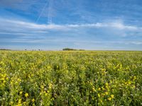 an open field with yellow flowers and green grass under a clear blue sky with contrails flying in the distance