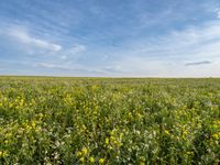 an open field with yellow flowers and green grass under a clear blue sky with contrails flying in the distance