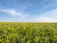 an open field with yellow flowers and green grass under a clear blue sky with contrails flying in the distance