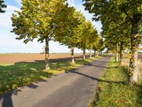 Germany's Road: Asphalt with Tree Lined Pathway