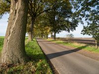 Germany's Road: Nature, Trees, Autumn 002