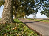 Germany's Road Through Nature: Trees in Autumn 003