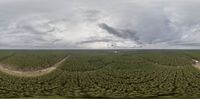 an aerial view of a field and clouds above a forest with road winding into it