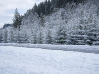 Germany's Snowy Roads: Blanketed by Blizzard