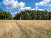 a giraffe is walking across a field with tall grass in it and trees in the background