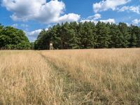 a giraffe is walking across a field with tall grass in it and trees in the background