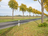 there is a car driving by on a long road that leads to several trees with yellow leaves