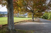 a paved area has many trees in autumn, as well as the fence along it