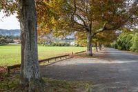 a paved area has many trees in autumn, as well as the fence along it