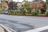 a busy street in the residential area is lined with trees and shrubs, which are painted white