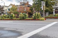 a busy street in the residential area is lined with trees and shrubs, which are painted white