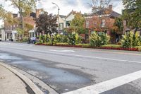 a busy street in the residential area is lined with trees and shrubs, which are painted white