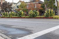 a busy street in the residential area is lined with trees and shrubs, which are painted white