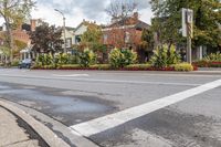 a busy street in the residential area is lined with trees and shrubs, which are painted white