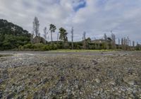 a sandy field with trees in the distance and bushes behind it thats full of rocks