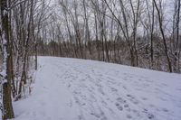 tracks are shown in the snow along a trail through the woods to the top of the hill