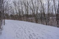 tracks are shown in the snow along a trail through the woods to the top of the hill