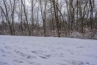 tracks are shown in the snow along a trail through the woods to the top of the hill