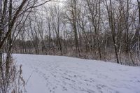 tracks are shown in the snow along a trail through the woods to the top of the hill