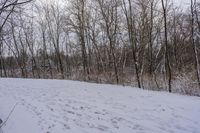 tracks are shown in the snow along a trail through the woods to the top of the hill