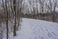 tracks are shown in the snow along a trail through the woods to the top of the hill