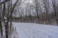 tracks are shown in the snow along a trail through the woods to the top of the hill