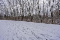 tracks are shown in the snow along a trail through the woods to the top of the hill