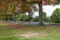 an empty bench in a grassy field next to trees with leaves around it and an asphalt road