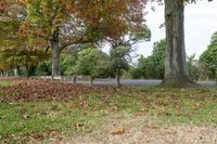 an empty bench in a grassy field next to trees with leaves around it and an asphalt road