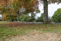 an empty bench in a grassy field next to trees with leaves around it and an asphalt road