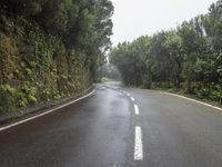 Gloomy Day in Tenerife, Spain: A Moody Forest Scene