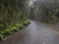 a wet road through an old, overgrown area of evergreen forest with rain coming down