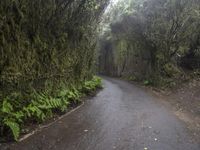 a wet road through an old, overgrown area of evergreen forest with rain coming down