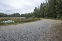 a paved road in a wooded area with pine trees in the distance and a lake near it