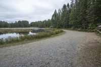 a paved road in a wooded area with pine trees in the distance and a lake near it