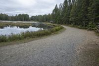 a paved road in a wooded area with pine trees in the distance and a lake near it