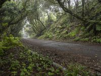 Gloomy Forest Landscape in Spain