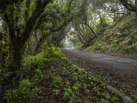 Gloomy Forest Landscape in Spain