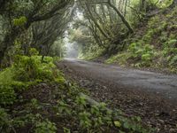 Gloomy Forest Landscape in Spain