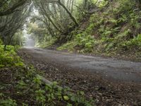 Gloomy Forest Landscape in Spain