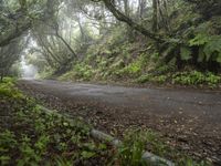 Gloomy Forest Landscape in Spain